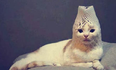 猫喝水多但一天没尿