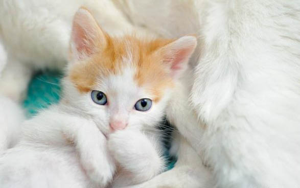 小猫第一针疫苗什么时候打