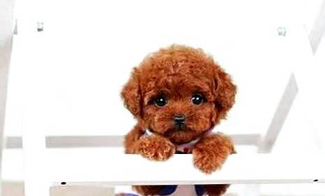 如何给泰迪犬剪指甲