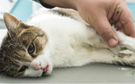 猫咪会在出生后迅速长大吗