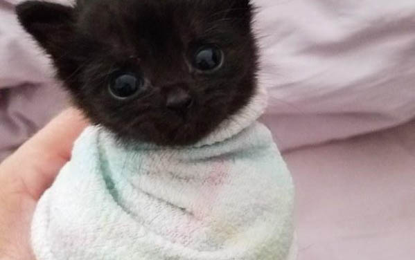 小奶猫后腿外八不蹬地原因