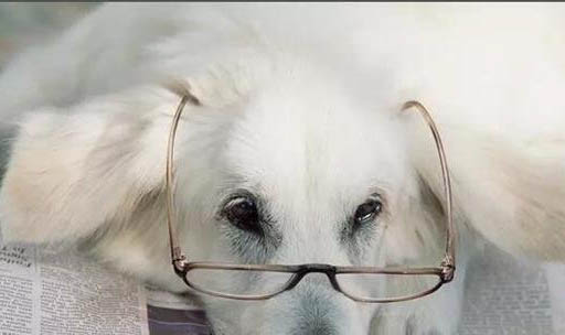 需要训练狗狗去对陌生人叫吗