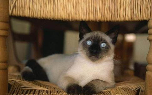 猫咪多大可以生小猫?
