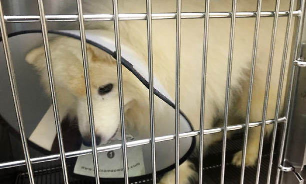纯种萨摩耶幼犬多少钱一只大概