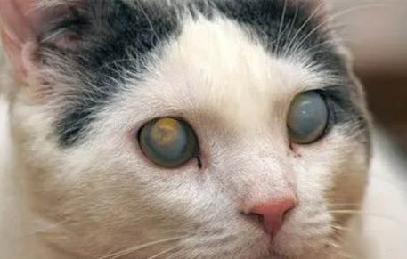 猫咪皮肤痒什么原因