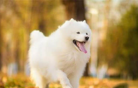 狗狗口吐白沫怎么回事