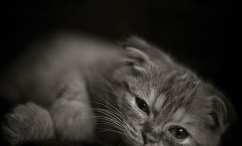 猫咪一般多久开始发情