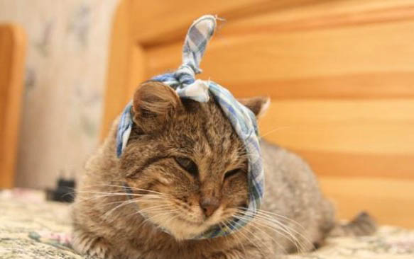 猫咪尿血尿频吃什么药最好
