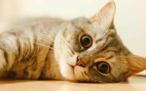 猫咪为什么会得猫藓