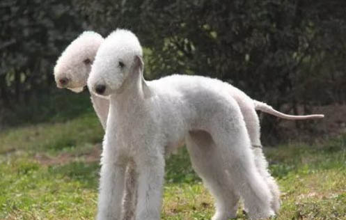 贝灵顿犬为什么禁养