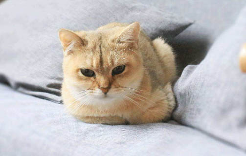 猫粮导致猫尿道感染