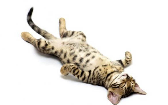怎么判断猫腹式呼吸