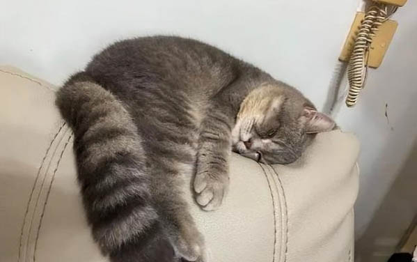 小猫什么时候可以驱虫