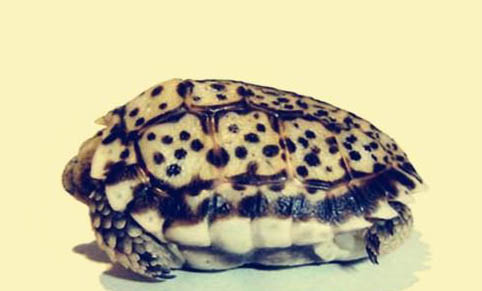乌龟会怕热吗？