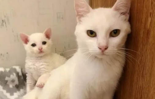 猫咪临死前的征兆