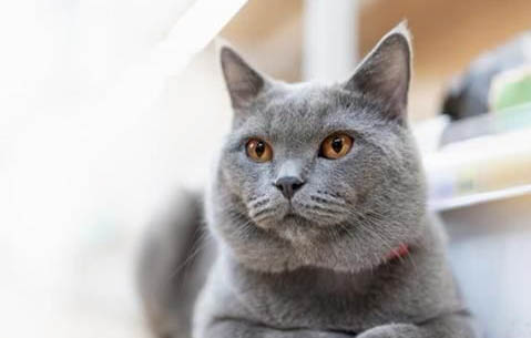 世界十大禁养猫有哪些