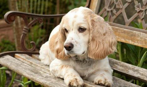 可卡犬多少钱一只?