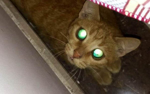 刚出生没几天的小猫身上有跳蚤怎么办