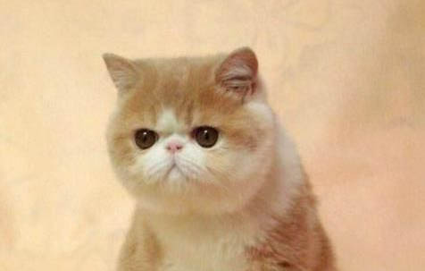 猫咪需要每年都打疫苗吗?