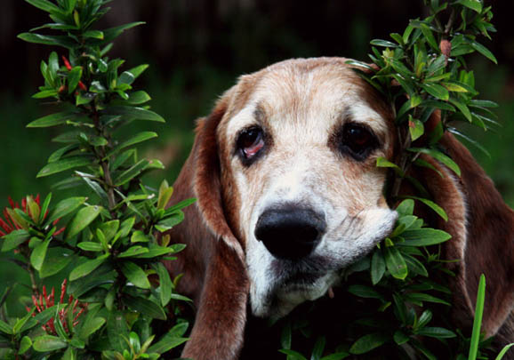 比格犬和巴吉度哪个好
