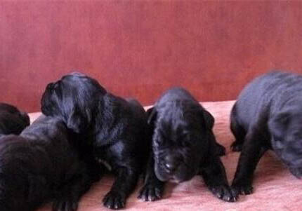 气质丝毫不输藏獒的卡斯罗犬多少钱一只?