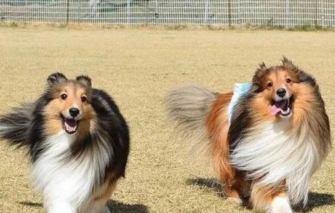 波尔多犬与边境牧羊犬哪个好