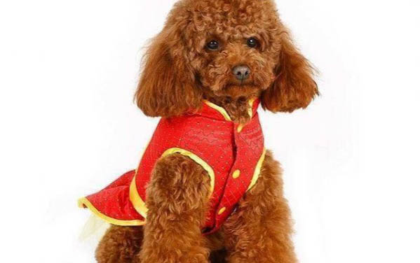 犬瘟要多久才能停药