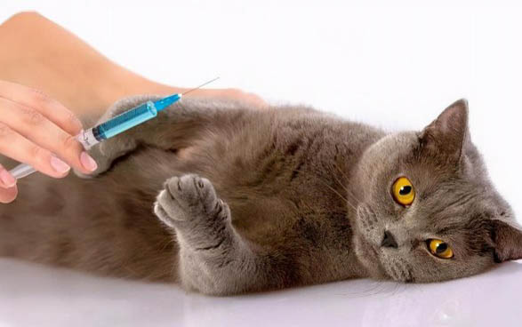 小猫肠梗阻多久会死