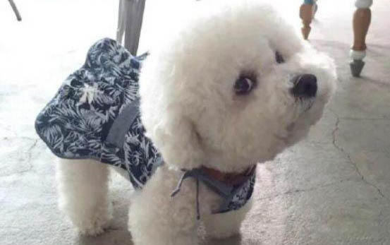 比熊狗泪痕原因及处理方法