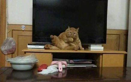 新生小猫几天睁开眼睛