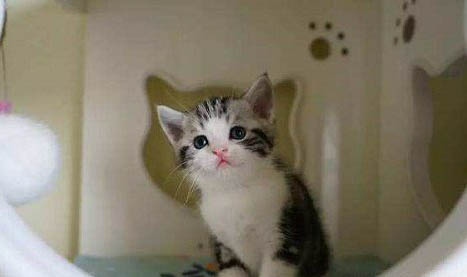 最便宜的美短猫幼猫多少钱一只