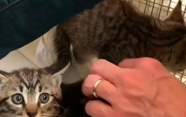 两个月小猫腹部位置凸起,摸起来很软是什么?