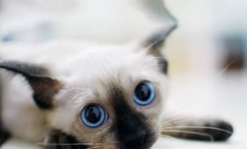猫咪做完驱虫后多久可以舔毛