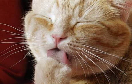 猫咪叹气是怎么回事