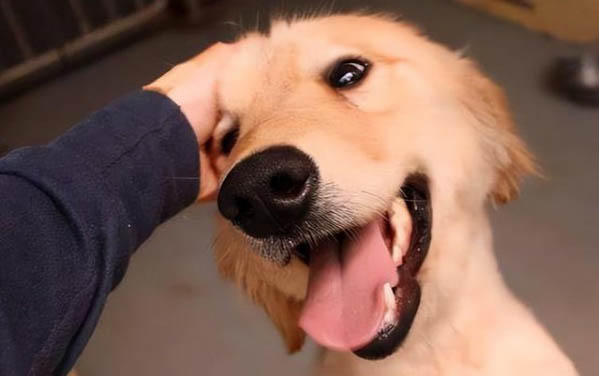 狗狗拉不出粑粑怎么办?