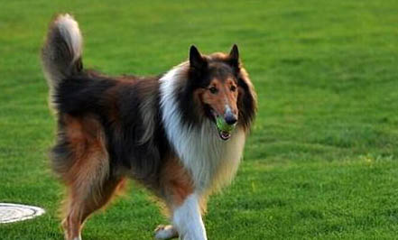 冰岛牧羊犬有哪些喜好