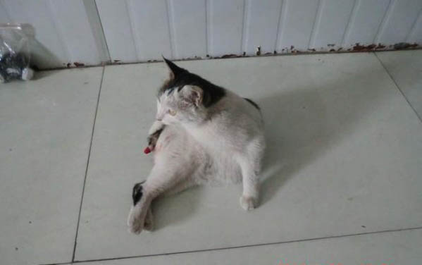 猫咪多久喂一次罐头