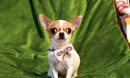 吉娃娃犬为啥要这样做呢?