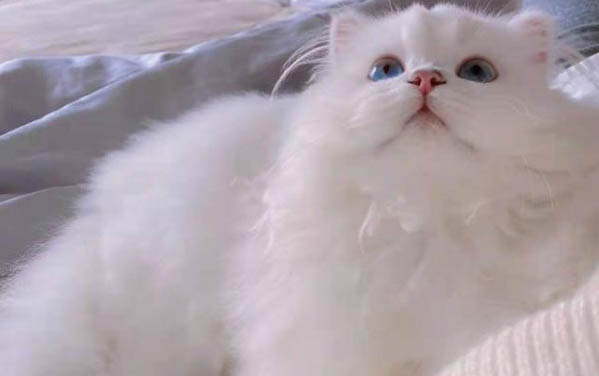 小猫不吃东西还呕吐怎么办?