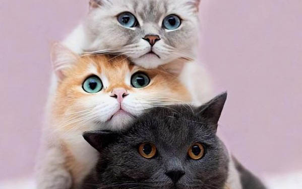 猫咪绝孕前需要做哪些准备