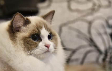 请问猫咪呕吐的原因及处理方法?