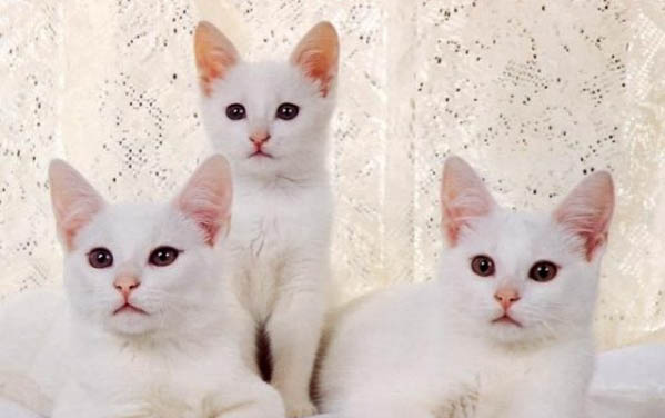 猫咪的喉咙里面好像有痰怎么办