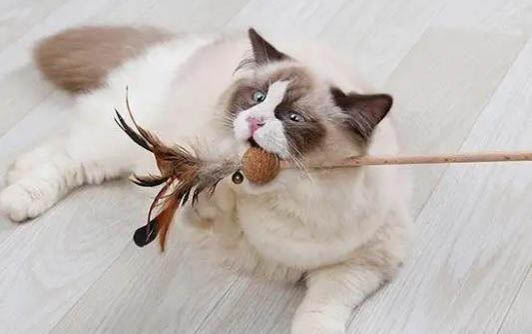 猫尿频尿急,如何处理?