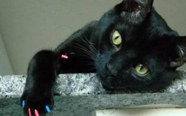 猫妈妈和猫儿子能生小猫吗?为什么
