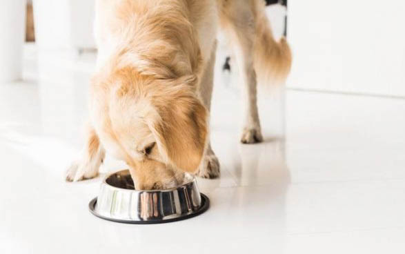 金毛犬怎样预防皮肤病