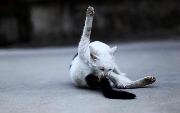 猫咪食欲不振精神萎靡