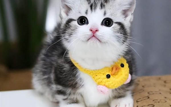 传腹猫是什么病