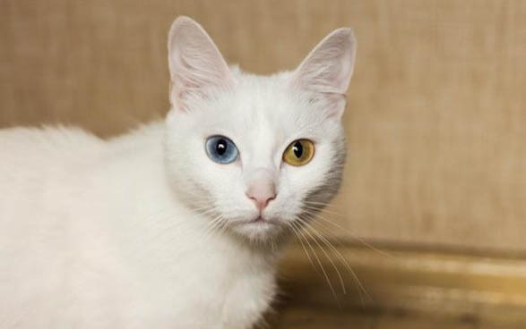 猫咪耳朵上长了小疙瘩一样的东西