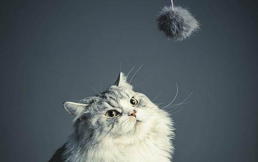 猫咪害怕就拉屎的原因