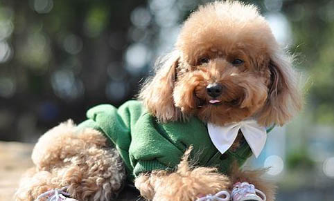 狗狗老是甩耳朵